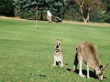 Kangaroos Graze on Golf Course