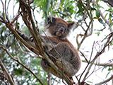 See Koalas Cape Otway Lightstation Road