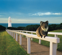Opportunities to see Koalas
