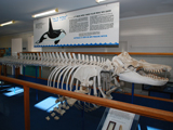 Killer Whale Museum