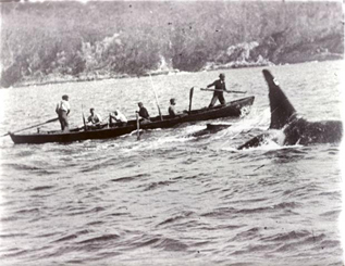 Whale Crew Guided by Old Tom