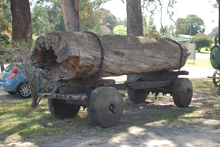 Bullocks Pulled Timber to the Mill