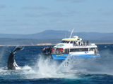 Cat Balou Cruises all year round. Whale Watching Cruises Sept-Nov
