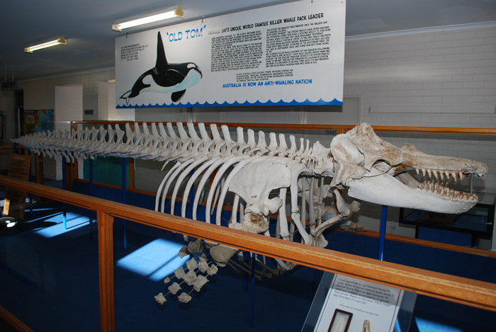 Old Toms Skeleton at Killer Whale Museum