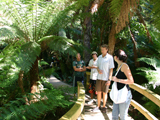 Maits Rest - Boardwalk rain forest walk
