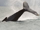 Warrnambool - Whale watching June to September