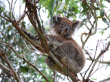 Cape Otway Road - See koalas in their natural habitat