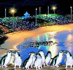 World Famous Phillip Island Penguin Parade