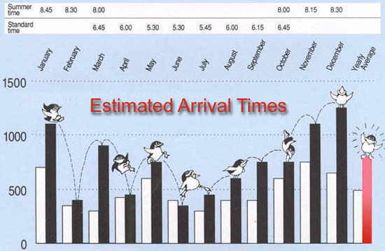 Penguin Parade Times Guide