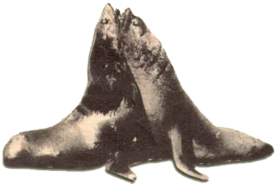 Colony Of Seals