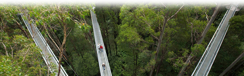 Otway Fly Treetop Adventures, Great Ocean Road, Victoria