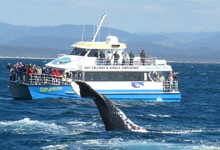 Whale Watching Cruises Sept to Nov