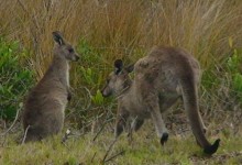 Watch Kangaroos Feed