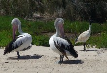 Pelicans Abound
