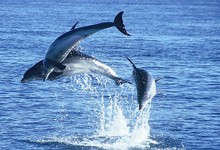 Polperro Dolphin Swims - Sorrento