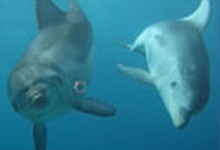 Moonraker Dolphin & Seal Swims - Sorrento