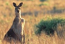 See Kangaroos at Dusk