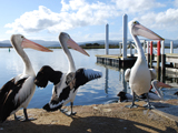 Pelicans after Fish Scraps