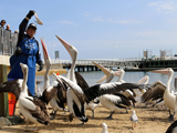Pelican Feeding Daily 12 noon San Remo Fisherman's Co-op. No Admittance Charge