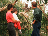 Treetop Boardwalks Koala Conservation Centre