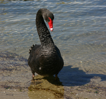 Black Swan Rhyll Inlet