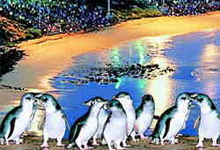 Click for more information about Penguin Parade