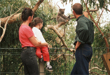 Click for more information about Koalas