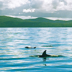 Prom Country - Dolphins Frequent Wilson Promontory Waters