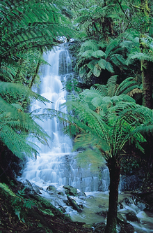 Walk to the Magnificent Cyathea Falls