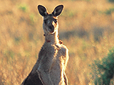 Kangaroo Lookout Lees Rd Venus Bay